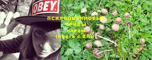 PSILOCYBIN Богородицк